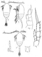 Species Microcalanus pusillus - Plate 3 of morphological figures