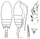 Species Aetideopsis minor - Plate 5 of morphological figures