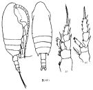 Species Chiridius polaris - Plate 6 of morphological figures
