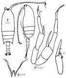 Espèce Aetideopsis armata - Planche 7 de figures morphologiques