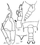 Species Gaetanus tenuispinus - Plate 12 of morphological figures