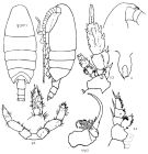 Species Onchocalanus magnus - Plate 9 of morphological figures