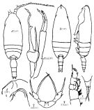 Species Scaphocalanus magnus - Plate 9 of morphological figures