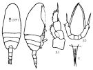Species Scaphocalanus subbrevicornis - Plate 3 of morphological figures