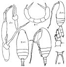 Espèce Pseudoamallothrix emarginata - Planche 7 de figures morphologiques