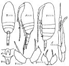Species Scolecithricella minor - Plate 9 of morphological figures