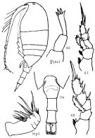 Espèce Undinella oblonga - Planche 2 de figures morphologiques