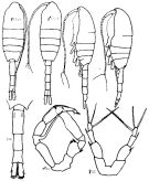 Species Metridia longa - Plate 3 of morphological figures