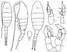 Espèce Lucicutia wolfendeni - Planche 4 de figures morphologiques