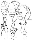 Espèce Paraheterorhabdus (Antirhabdus) compactus - Planche 6 de figures morphologiques