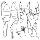 Species Heterorhabdus norvegicus - Plate 4 of morphological figures