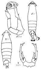 Espèce Epilabidocera longipedata - Planche 1 de figures morphologiques