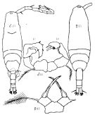 Espèce Acartia (Acartiura) clausi - Planche 10 de figures morphologiques