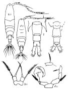 Espèce Acartia (Odontacartia) ohtsukai - Planche 2 de figures morphologiques