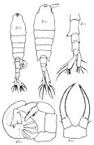 Espèce Tortanus (Boreotortanus) discaudatus - Planche 4 de figures morphologiques