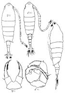 Espèce Tortanus (Eutortanus) derjugini - Planche 11 de figures morphologiques