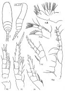 Species Teneriforma naso - Plate 2 of morphological figures