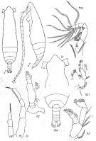Species Pareucalanus parki - Plate 9 of morphological figures