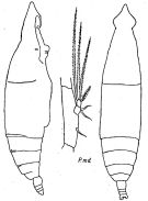 Espèce Eucalanus californicus - Planche 4 de figures morphologiques