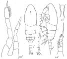 Species Mecynocera clausi - Plate 5 of morphological figures