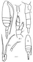 Species Pseudocalanus minutus - Plate 4 of morphological figures