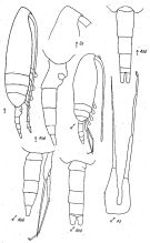 Espèce Pseudocalanus minutus - Planche 5 de figures morphologiques
