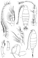 Espèce Labidocera gangetica - Planche 1 de figures morphologiques