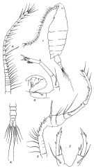 Species Pontella andersoni - Plate 1 of morphological figures