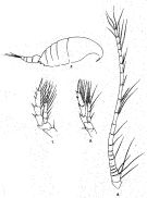 Species Centropages trispinosus - Plate 2 of morphological figures