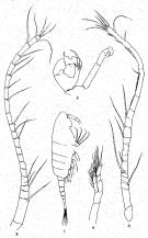 Espèce Acartiella kempi - Planche 1 de figures morphologiques