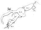 Espèce Cosmocalanus darwini - Planche 5 de figures morphologiques