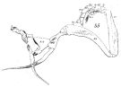 Espèce Undinula vulgaris - Planche 9 de figures morphologiques