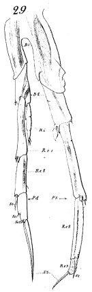 Espèce Calanoides patagoniensis - Planche 5 de figures morphologiques