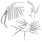 Espèce Acartiella major - Planche 2 de figures morphologiques