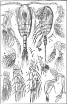 Species Stephos arcticus - Plate 1 of morphological figures