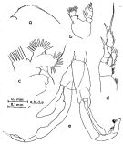 Espèce Chirundina indica - Planche 2 de figures morphologiques