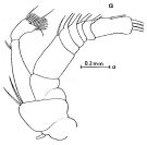 Espèce Chirundinella magna - Planche 5 de figures morphologiques