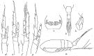 Espèce Paracalanus denudatus - Planche 5 de figures morphologiques