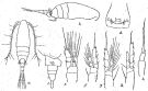 Species Delibus nudus - Plate 3 of morphological figures