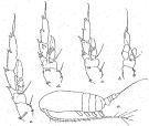 Espèce Acrocalanus gracilis - Planche 2 de figures morphologiques
