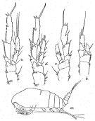 Espèce Acrocalanus gibber - Planche 3 de figures morphologiques