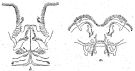 Espèce Chirundina indica - Planche 4 de figures morphologiques