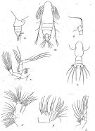 Species Chirundina indica - Plate 3 of morphological figures