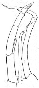 Espèce Valdiviella insignis - Planche 5 de figures morphologiques