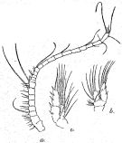 Espèce Valdiviella minor - Planche 3 de figures morphologiques