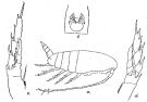 Species Nannocalanus minor - Plate 10 of morphological figures