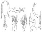 Species Pseudodiaptomus masoni - Plate 1 of morphological figures