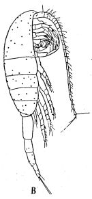 Species Metridia boecki - Plate 2 of morphological figures