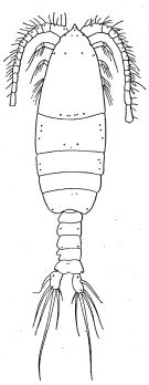 Species Pleuromamma xiphias - Plate 18 of morphological figures