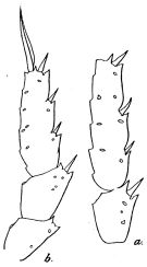 Espèce Heterostylites longicornis - Planche 8 de figures morphologiques